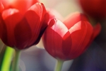 Red Tulip2