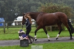 040-DODINGTON-Sophie.Wildern-TrotUp portfolio