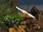 Squacco Heron gliding in on landing approach