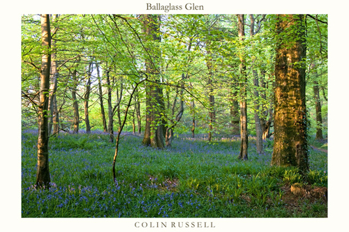 May 2008 and the bluebells are out in full force at Ballaglass Glen.