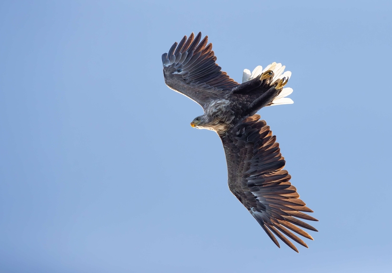 White Tailed Eagle - Isle of Mull - Scotland