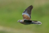 Turtle Dove flying, Otmoor RSPB