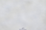 260411A-132526-02095