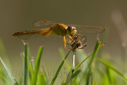 DF AnimalsCreatures 197