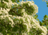 3rd May Hawthorn Blossom