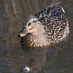 ChewLake_duck-1-0162