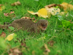 Mongoose, Kealakekua Bay, Hawaii