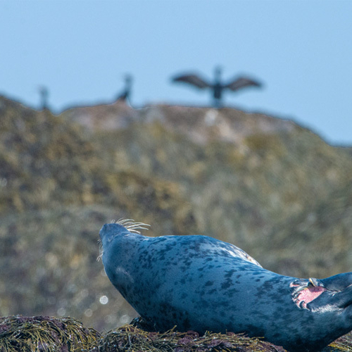Whales / Sea Mammals