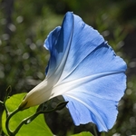 Heavenly-blue morning-glory (Ipomoea tricolor )