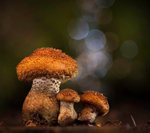 Fungi, Delamere forest