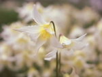 Erythronium White Beauty