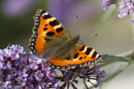 Small tortoiseshell