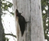 Black Woodpecker