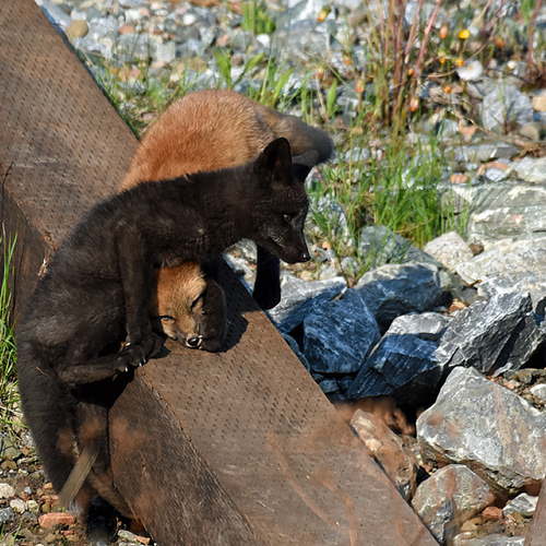 Sibling kits wrestle/spar in the early morning light.
