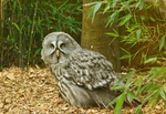 Great Grey Owl