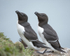 Razorbills