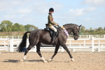 Class 805 - Ridden Veteran Horse portfolio