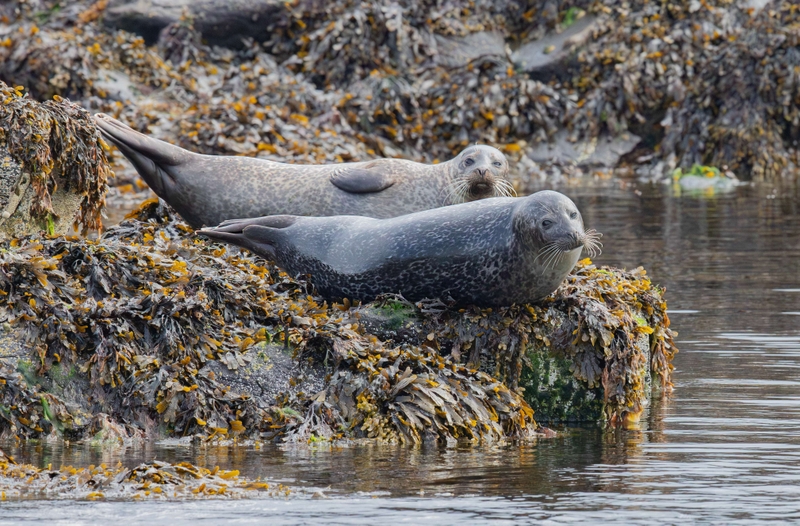 Common Seal - Isle of Skye - Scotland