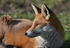 Red Fox