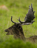 Fallow Deer ref fd 6c