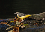 Grey Wagtail - Motacilla cinerea