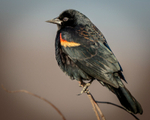 Red-Winged Blackbird 2