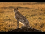 Cheetah in Morning Light