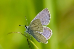 Little Blue