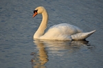 Mute Swan