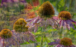 Echinacea