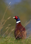 Pheasant in grass