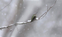 Anna's Hummingbird female on a snowy day
