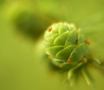 larch cone, Mynydd Llandygai