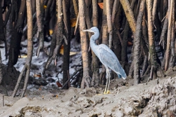 Purple Heron