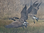 Canada Geese in flight