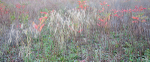 OCTOBER MEADOW #7 - NORFOLK COUNTY