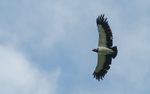 King Vulture