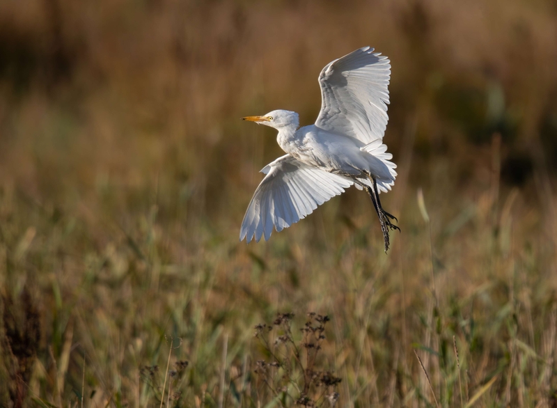 Cattle Egret - St Aidan's RSPB reserve - Leeds