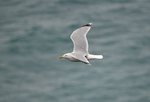 Herring Gull