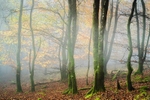 Light in the fog