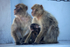 Barbary Macaques in Gibraltar