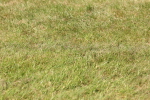 SBM_02316