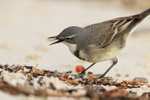 Cape Wagtail with food, close - Boulders Beach, South Africa