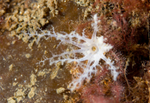 Leptopentacta elongata TBC