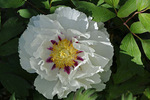 Peony (species)