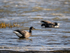 Dark-bellied Brent Goose
