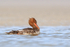 Red-breasted Merganser rubbing neck, Fort De Soto, Florida