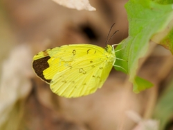 Three spot grass yellow