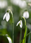 Snowdrops