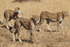 Three Cheetah brothers